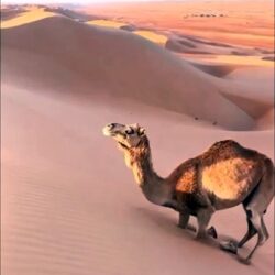 A camel climbs a dune… beautiful technique