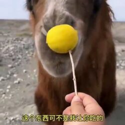 A camel drops a lemon… not very good