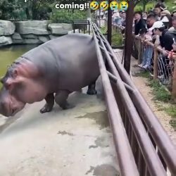 A hippopotamus who knows how to welcome zoo visitors